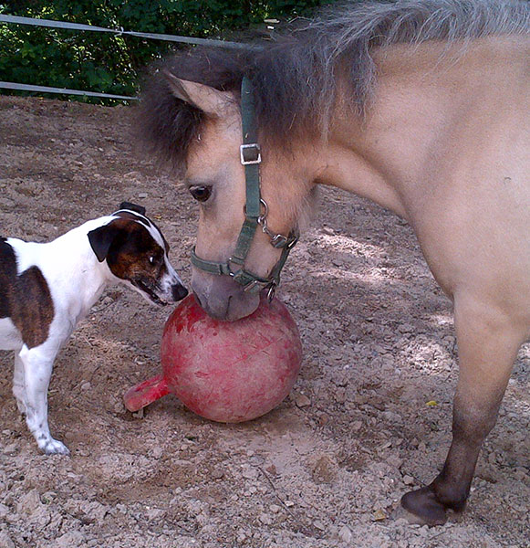 Hund und Pony